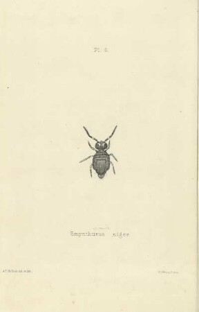 Plate VI. Smynthurus niger.