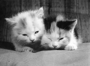 Tiere. Kätzchen. Zwei Katzenjunge