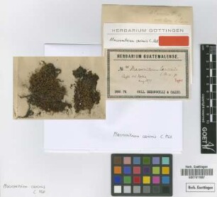 Macromitrium carionis Müll.Hal. [type]