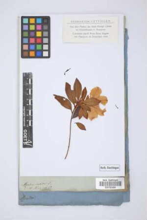 Azalea indica L.