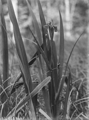 Sumpf-Schwertlilie : Sumpf-Schwertlilie (Iris pseudacorus) – auch Gelbe Schwertlilie oder Wasser-Schwertlilie, vor 1927