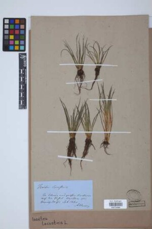 Isoetes lacustris L.