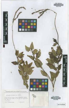 Lavandula rotundifolia Benth.