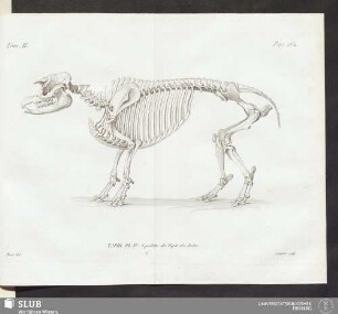 Tapir. Pl. IV. Squelette du Tapir des Indes