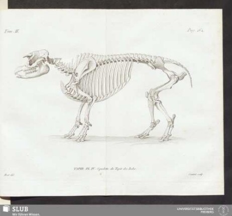 Tapir. Pl. IV. Squelette du Tapir des Indes