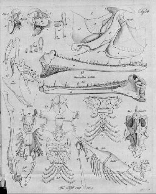 Tafel 14 zu Isis Heft VIII. 1819