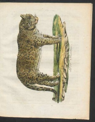 Tafel 4.: Der Panther.