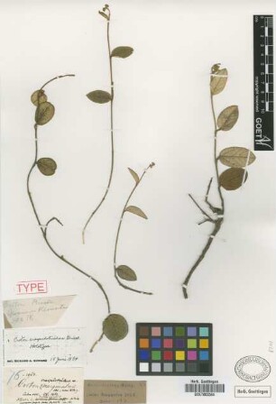 Croton marginatus Not on Sheet