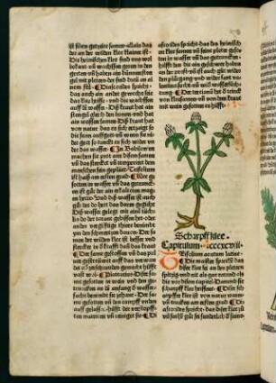205v-206r, Scharpffklee (398. Kapitel)