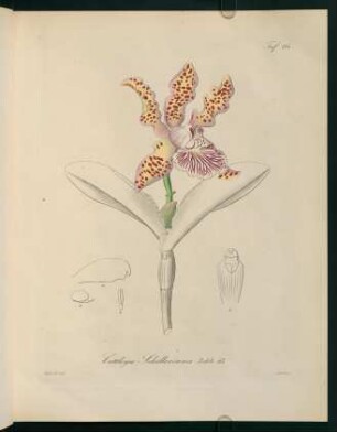 111r-111v, Catteya Schilleriana
