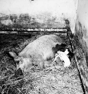 Rasthof "Hamburger Tor": Stall: ein Wildschwein mit Ferkeln