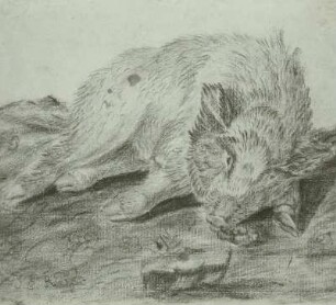 Liegendes Wildschwein