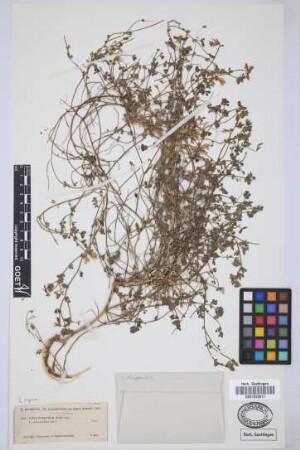 Lotus dumetorum R.P.Murray
