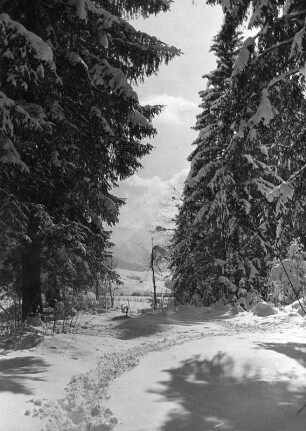 Winterbilder. Trampelpfad im Winterwald bei Sonthofen