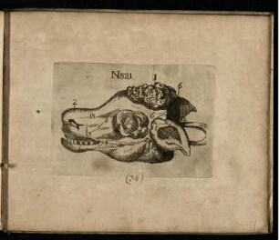 Ill. 21 zu "Der Kalbskopff die Erste Manier/ wie No. 21. weiset/ daß der Kopff oben"