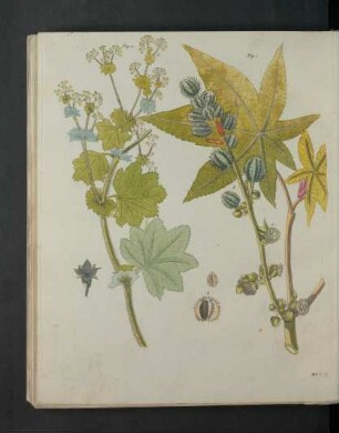 Tafel: [Pflanzen CXXXIII.]