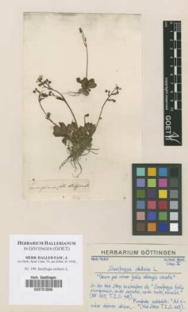 Saxifraga stellaris L.