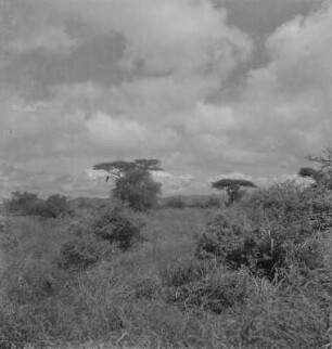 Savannenlandschaft : Serengeti bei Taveta
