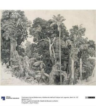 Waldlandschaft auf Galipan bei Laguaira