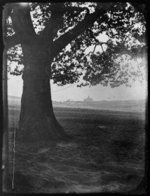 Ohne Titel (Baum an der Ringbahn mit Blick auf das Gebäude der Photographischen Gesellschaft)