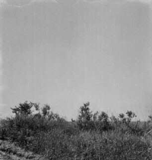 Antilopen : Antilopen in der Savanne der Grabenlandschaft