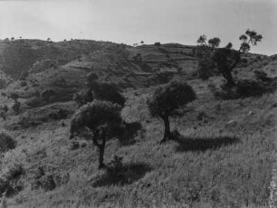 Savanne : Savanne im Hochland Eritreas