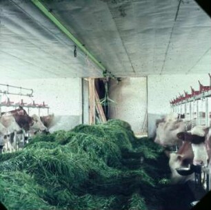 Fotografie: Ein- und Auslagerungstechnik, Greiferanlage, Futtertisch, Futtervorlage