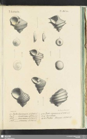 Pl. 186 bis