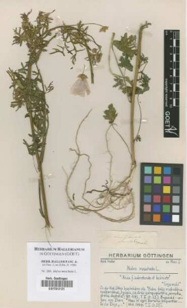 Malva moschata L.