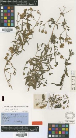 Stevia vaga Griseb. [holotype]