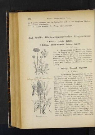 2. Gattung. Schaaf-Scabiose, Jasione. Jasione.
