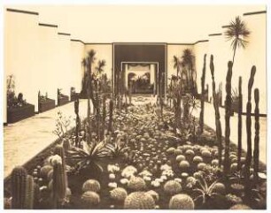 Ausstellungsgarten Jubiläums-Gartenbau-Ausstellung 1926, Dresden: Ausstellungspalast: Innenansicht Halle mit Kakteen