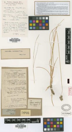 Sesleria marginata Griseb.