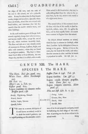 Genus XIII. The Hare