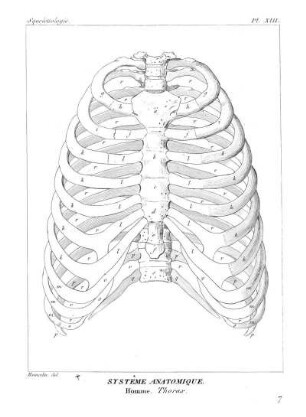 Pl. XIII. Systême Anatomique. Homme, Thorax.