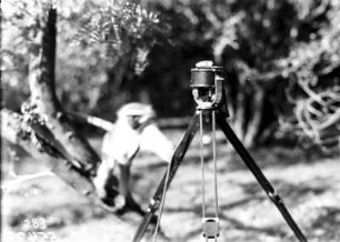 Mikrofon : Mikrofon. Im Hintergrund eine Meerkatze im Baum