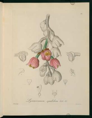 64r-64v, Lycomormium squalidum