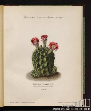 Echinopsis Pentlandii Salm-Dyck.