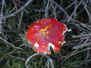 Fliegenpilz im Oberharz