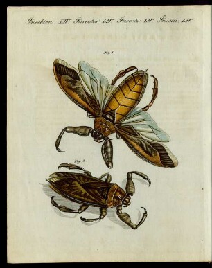Seltene Insecten.