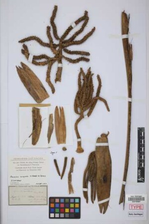 Geonoma congesta H.Wendl. ex Spruce[isotype]