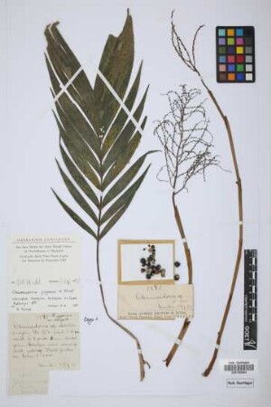 Chamaedorea sp.
