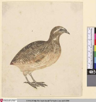 [Wachtel im Profil nach rechts (Coturnix coturnix)]