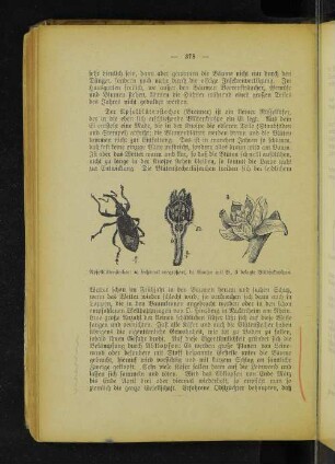 Apfelblütenstecher: a) sechsmal vergrößert, b) Knospe mit Ei, 3 belegte Blütenknospen.