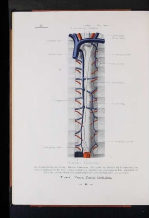 Thorax. Venae, Ductus thoracicus.