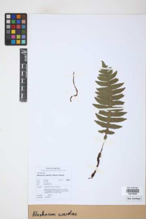 Blechnum wardiae