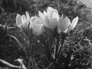 Krokus