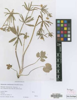 Ranunculus vindobonensis E. H&ouml;randl & W. Gutermann[paratype]