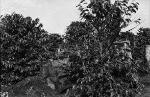 Kaffeeplantage : Junge Kaffeepflanzung auf einer Plantage.