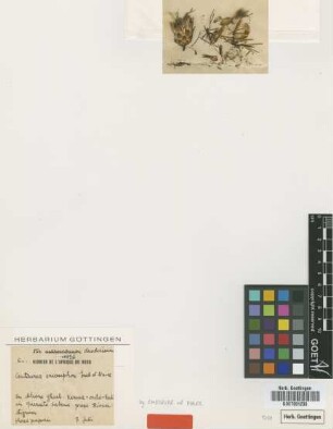 Centaurea eriosiphon Emb. et Maire [type]